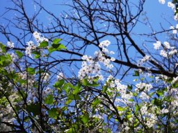 Clematis brachiata 