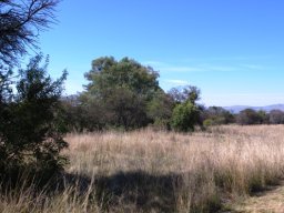 Clumps of grassland trees