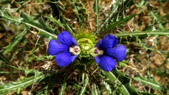 Acanthopsis villosa