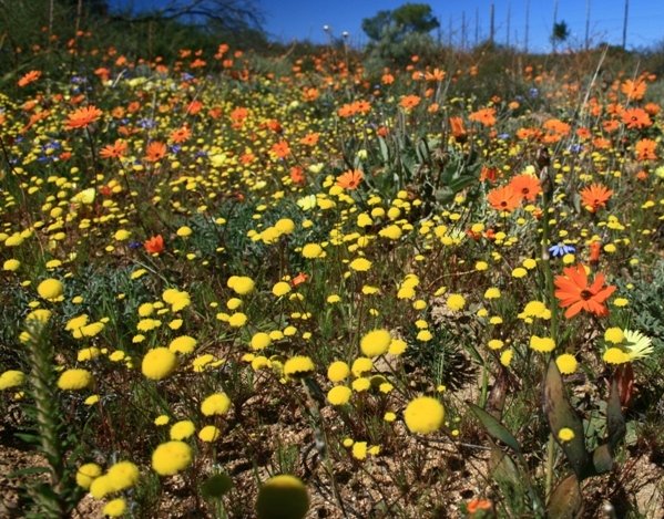 Behold, some natural diversity!