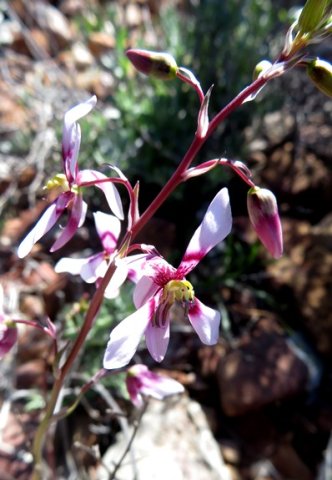 Cyanella orchidiformis, the raaptol