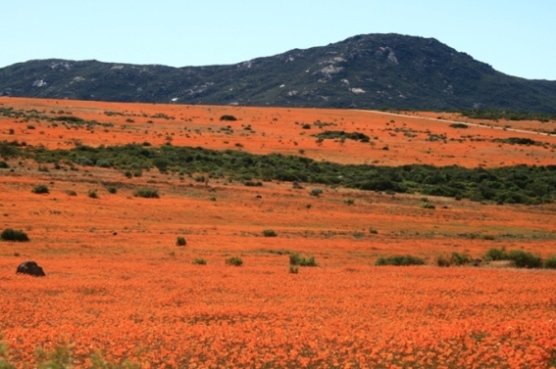 Daisy panorama