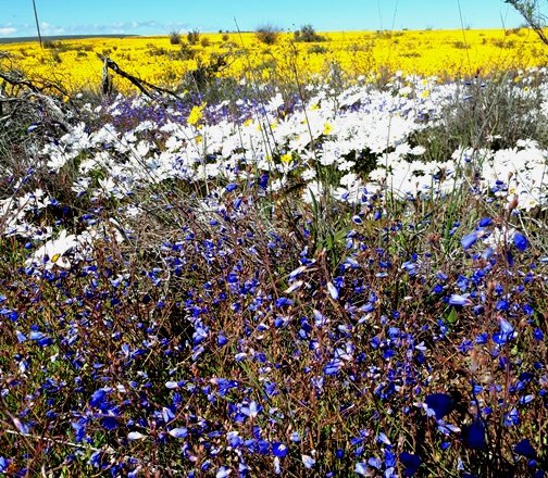 Flag on a field