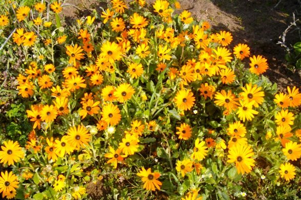 Dimorphotheca sinuata