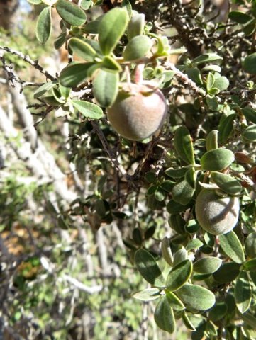 Diospyros ramulosa, the tkoenoebe