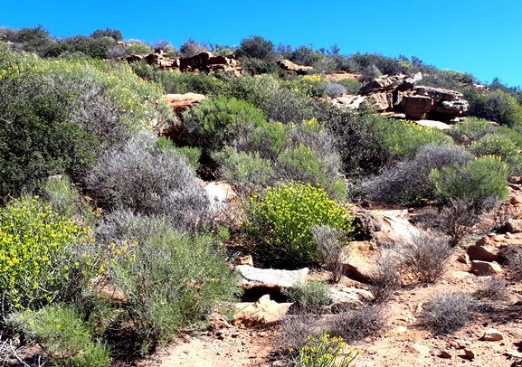 Euphorbia mauritanica flowering on a rocky slope