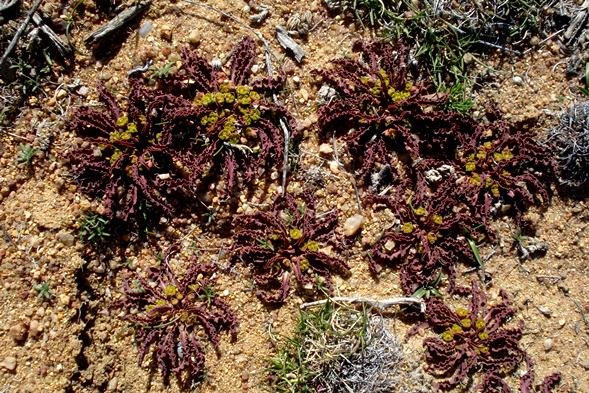 Euphorbia tuberosa, previously E. crispa