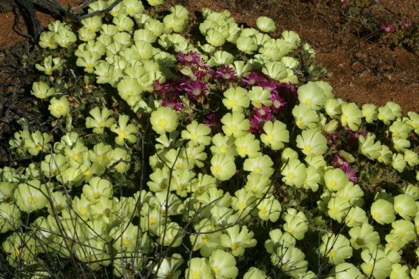 Grielum humifusum or pietsnot