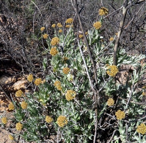 Helichrysum hebelepis budding