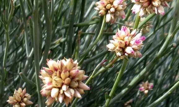 Hermbstaedtia glauca