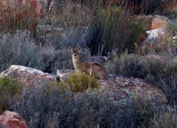 Klipspringer at rest
