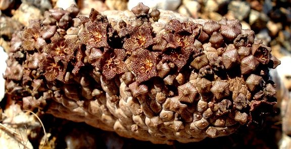 Larryleachia marlothii flowering lying down
