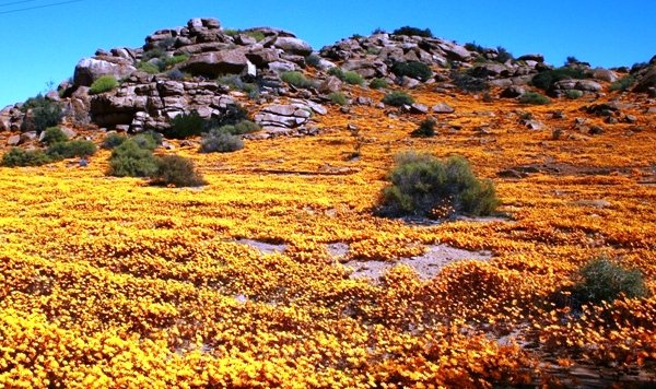 Mineral wealth under the flowers