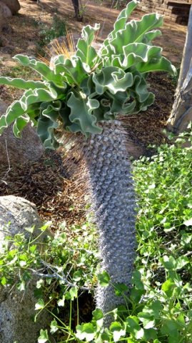Pachypodium namaquanum, a committed sun worshipper
