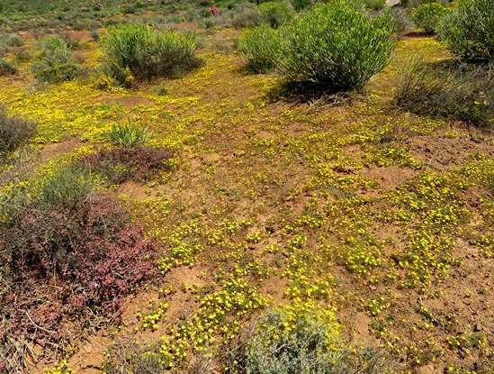 Rhynchopsidium pumilum, a geelsneeu covering 