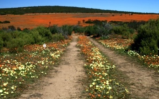 Road full of flowers