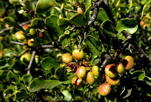 Searsia undulata, the Namaqua kuni bush 