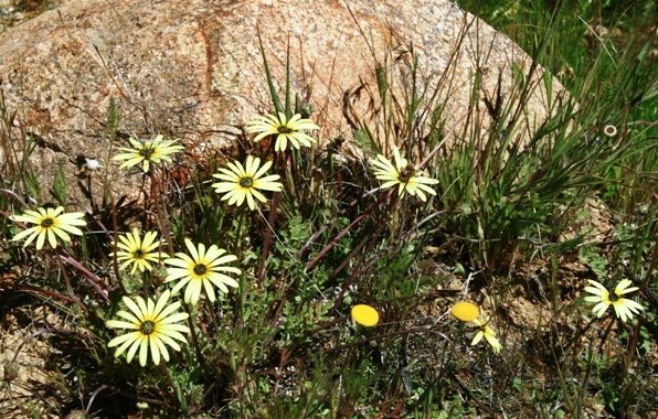 Short-term ground cover