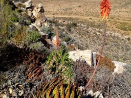 Aloe melanacantha flowering in private