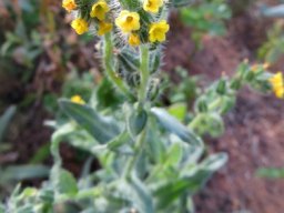 Amsinckia menziesii, the ranchers fiddleneck 