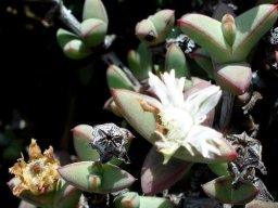 Antimima paripetala