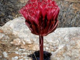 Brunsvigia pulchra lighting up its landscape