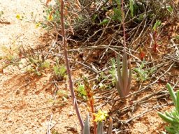 Bulbine praemorsa
