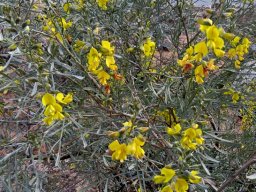 Calobota sericea, the silver pea
