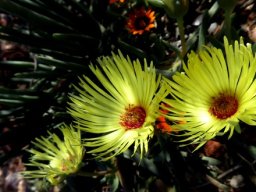 Cephalophyllum pillansii