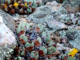 Conophytum bilobum
