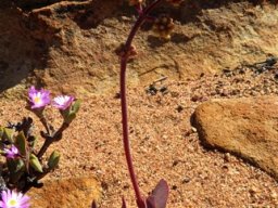 Crassula pubescens subsp. pubescens floral pirouette