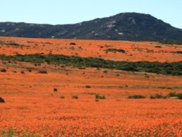 Daisy panorama