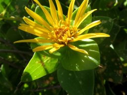 Didelta spinosa 