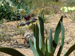 Ferraria divaricata