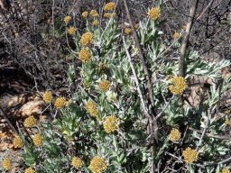 Helichrysum hebelepis budding