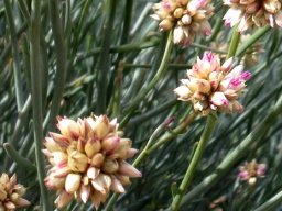 Hermbstaedtia glauca