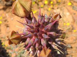 Hoodia gordonii stem-tip and buds