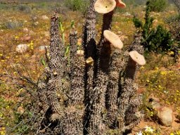 Hoodia gordonii performing although aged