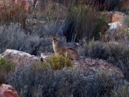 Klipspringer at rest