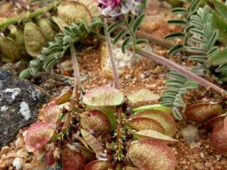 Lessertia capitata flat fruit