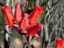 Microloma namaquense presenting urns