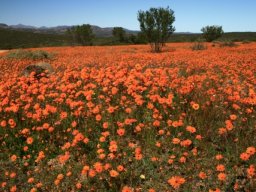 Orange for all