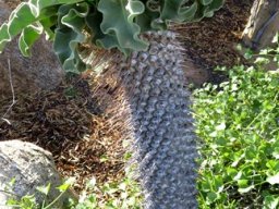 Pachypodium namaquanum, a committed sun worshipper