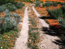 Perennial shrubs among the annuals