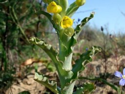 Pterygodium crispum