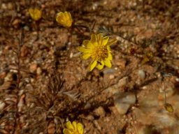 Rhynchopsidium pumilum