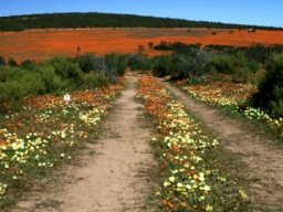 Road full of flowers