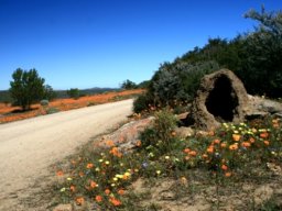 Roadside anthill