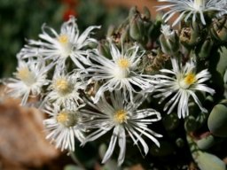 Wooleya farinosa