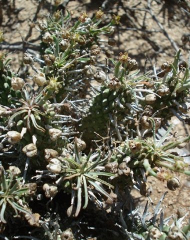 Euphorbia braunsii near the Gariep